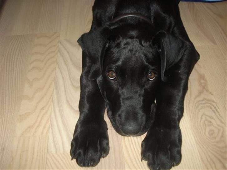 Blanding af racer  Aslan RIP billede 6