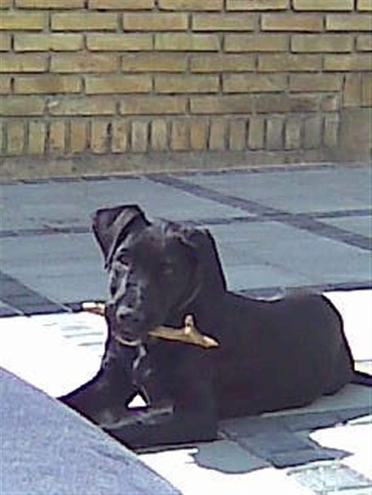 Blanding af racer  Aslan RIP billede 7