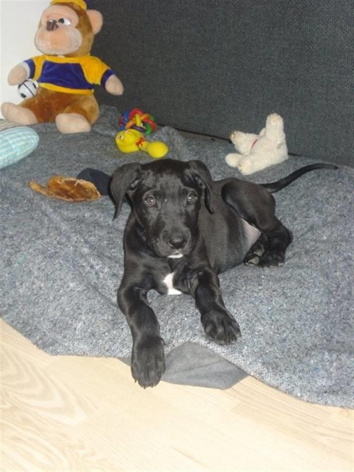 Blanding af racer  Aslan RIP billede 8