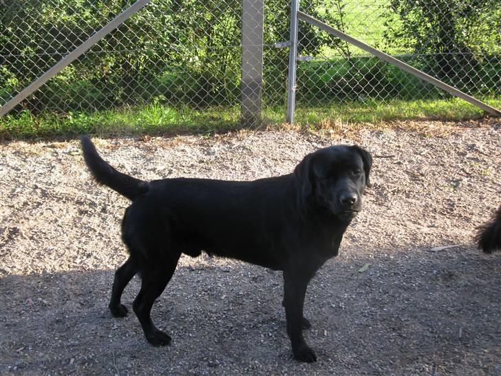 Labrador retriever Oscar (Anjo) billede 1