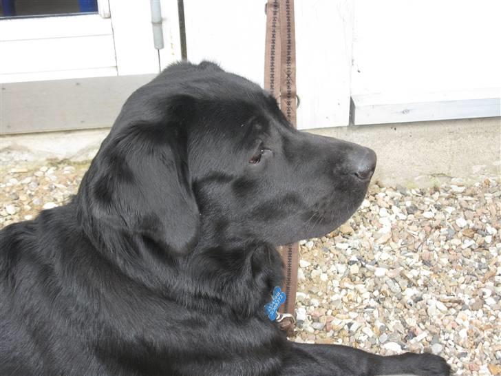 Labrador retriever Oscar (Anjo) billede 2