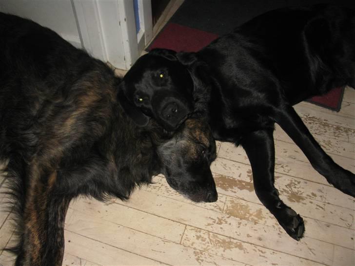 Labrador retriever Oscar (Anjo) billede 3