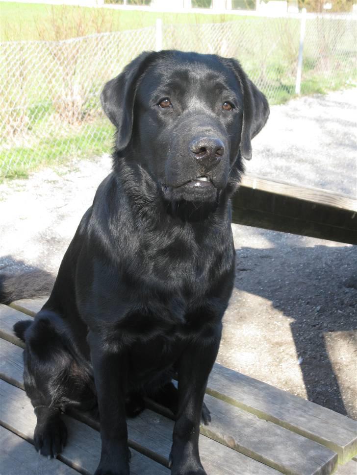 Labrador retriever Oscar (Anjo) billede 4
