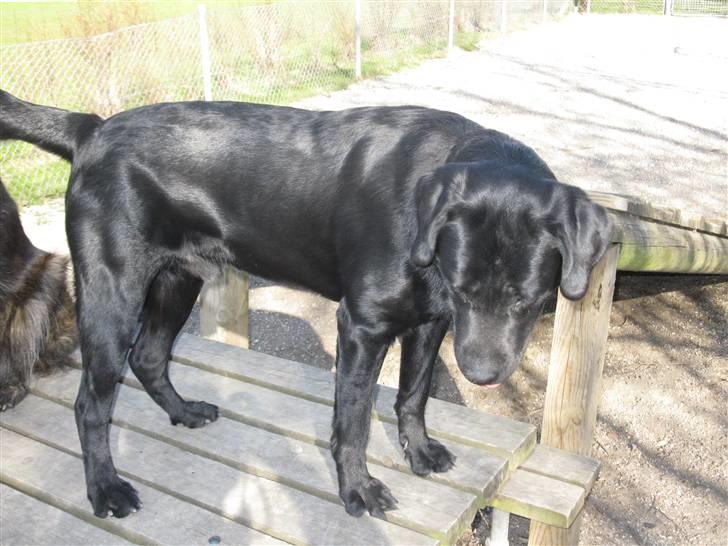 Labrador retriever Oscar (Anjo) billede 5