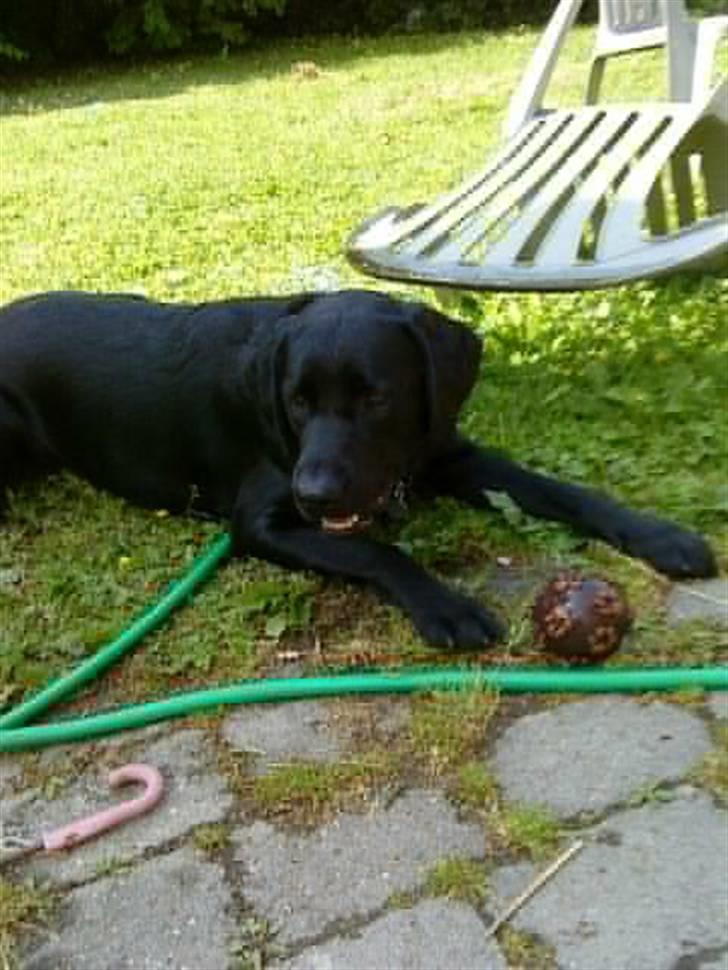 Labrador retriever Zenta billede 19