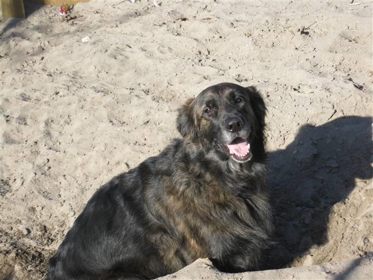 Blanding af racer Hr Olsen - Olsen i sandkassen billede 1