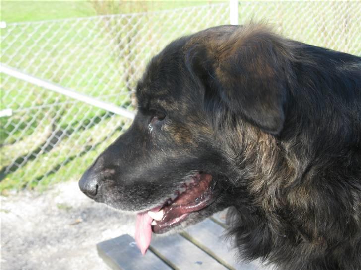 Blanding af racer Hr Olsen - Kom og leg med mig billede 2