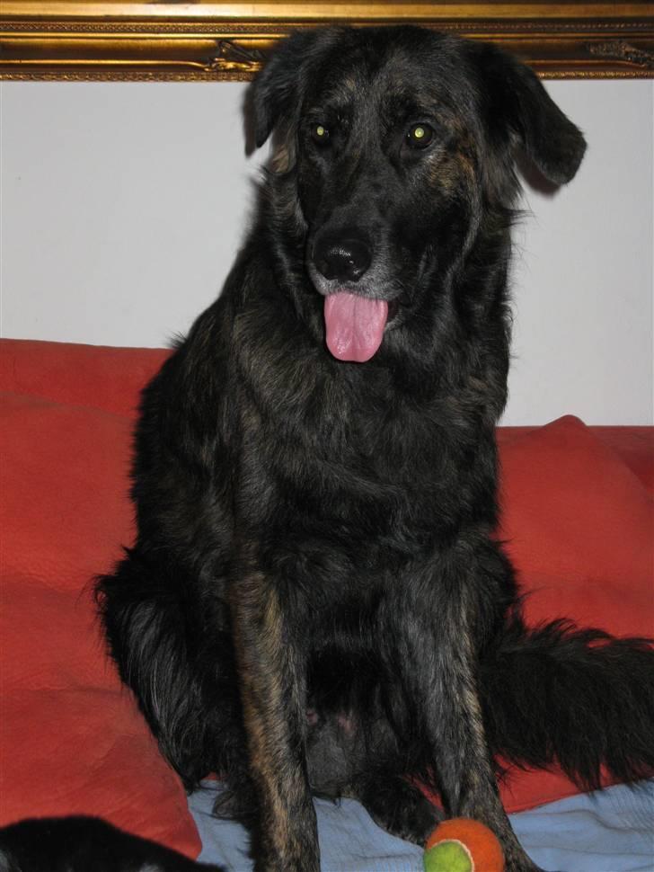 Blanding af racer Hr Olsen - Sofastykket Hr Olsen billede 3