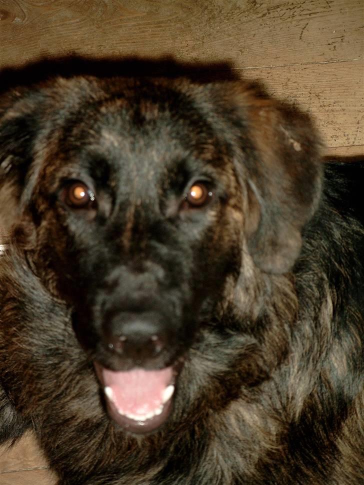 Blanding af racer Hr Olsen - Dejlige glade Olsen billede 4