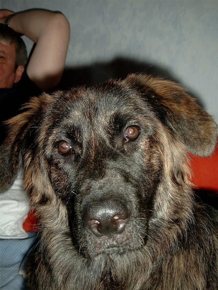 Blanding af racer Hr Olsen - Sidste billede af Olsen! R.I.P. :-(( billede 5