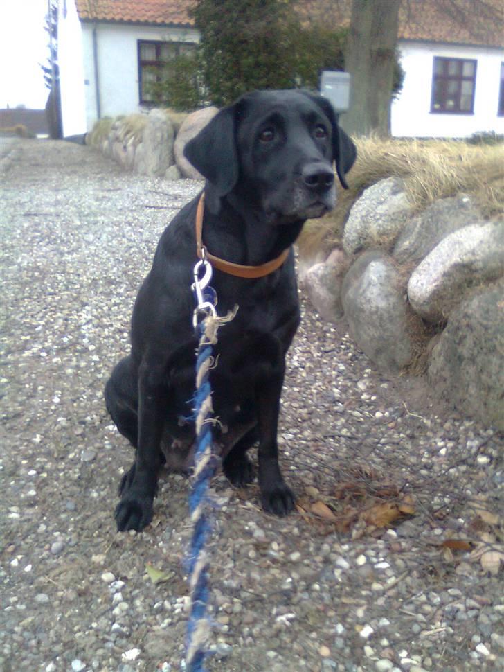 Labrador retriever †.R.I.P June.† 31-01-2014 - kigger efter en kat<3 billede 17