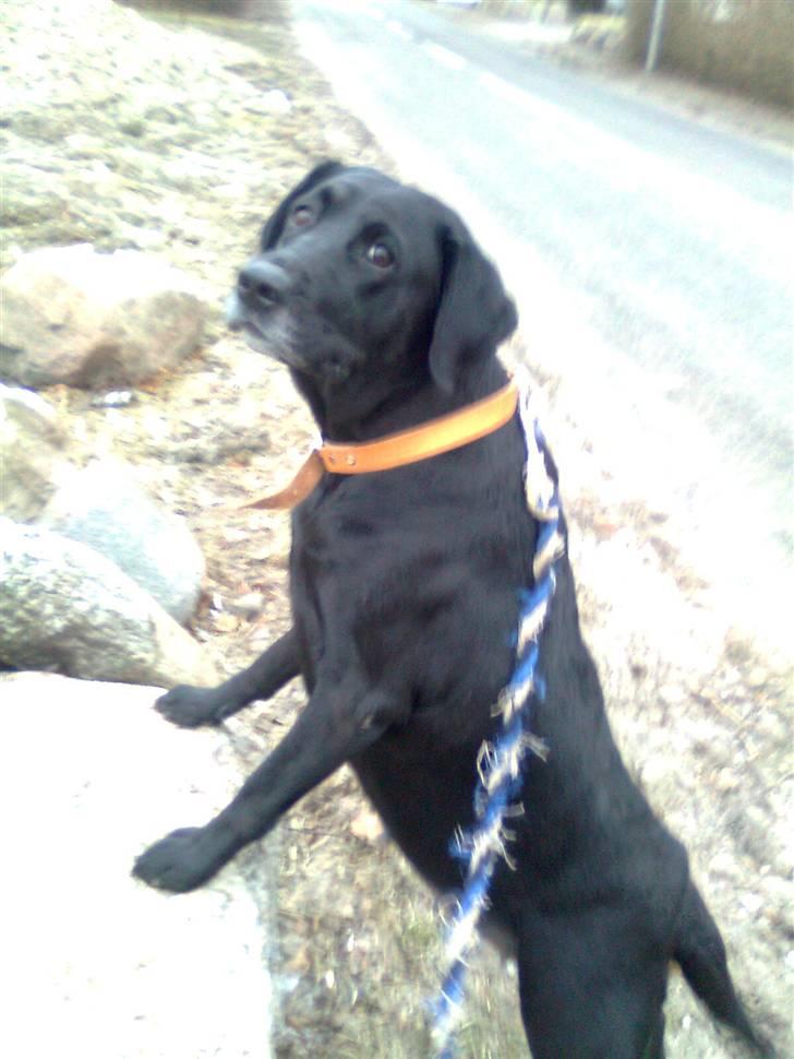Labrador retriever †.R.I.P June.† 31-01-2014 - Står :D billede 9