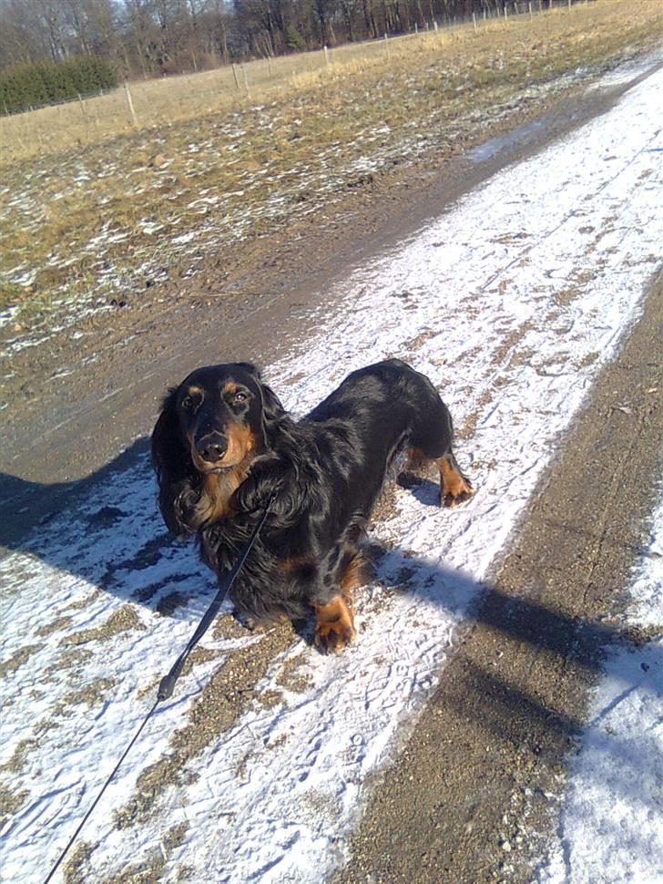 Gravhund Karl  - Karl ude at gå tur d. 12/2, ved desværre ikke i hvilket år.. Fantastiske hund <3 billede 31