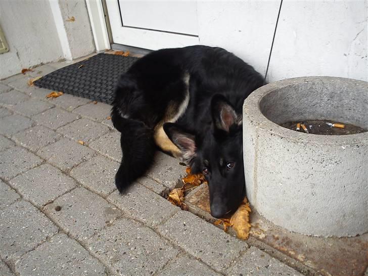 Schæferhund Rofus billede 1