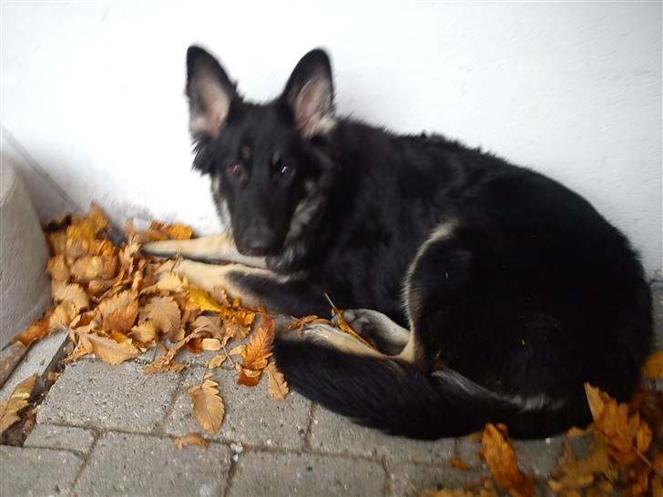 Schæferhund Rofus billede 2