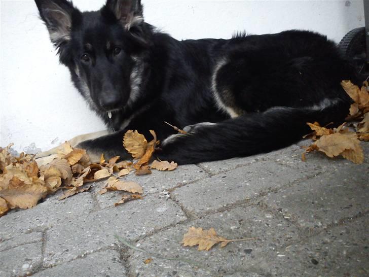 Schæferhund Rofus billede 3