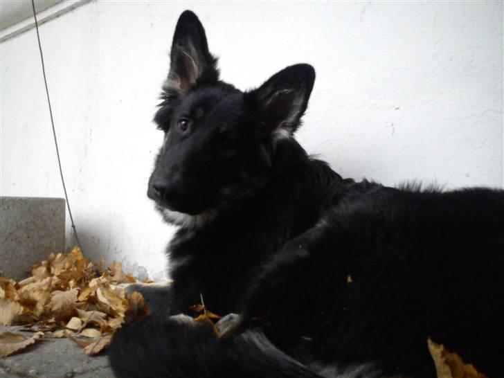 Schæferhund Rofus billede 4