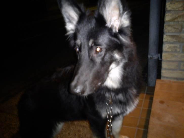 Schæferhund Rofus billede 5