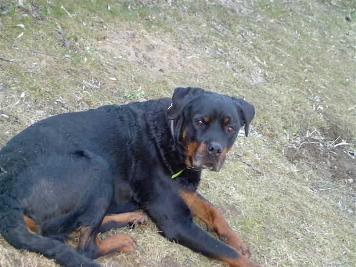 Rottweiler Bobo  billede 20