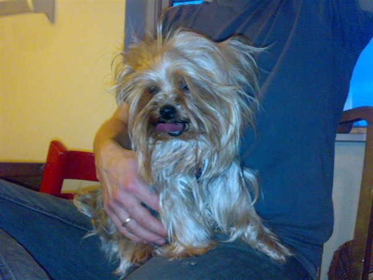 Yorkshire terrier Fiffi - Nyfriseret og helt omgivet af gyldne lange hår :D billede 4
