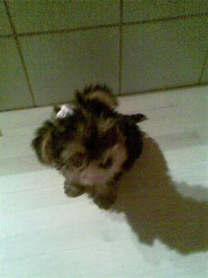 Yorkshire terrier Fiffi - Lille yorkie hvalp, utroligt som de ændrer farve i opvæksten! billede 5