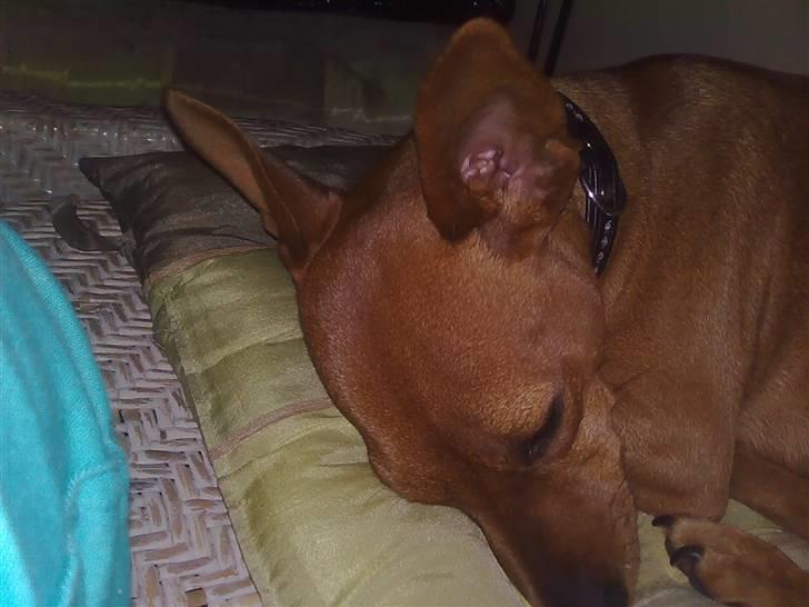 Dvaergpinscher Perle - Må først vækkes til spisetid................ billede 10