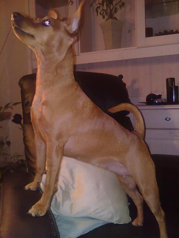 Dvaergpinscher Perle - Aflever så........... billede 11