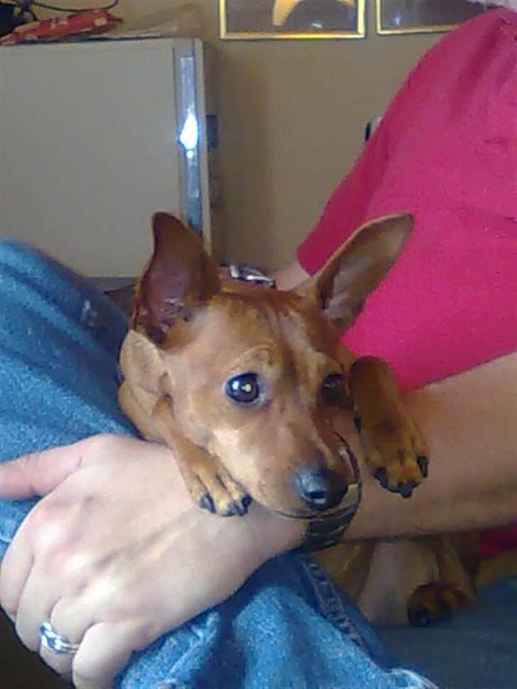 Dvaergpinscher Perle - Så er der meldt puttetid......... billede 12