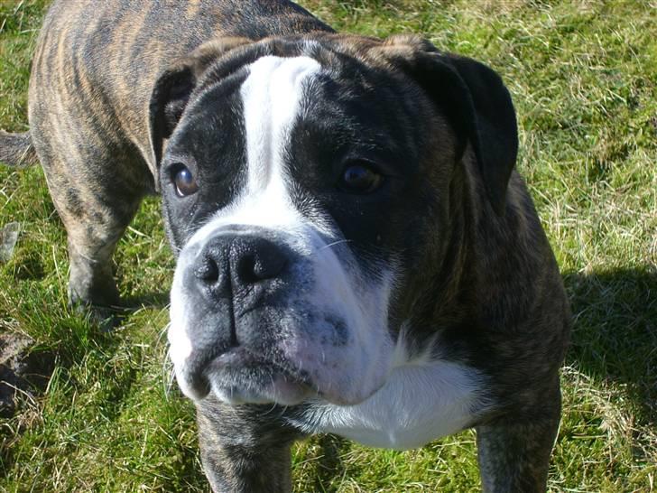 Olde english bulldogge Kingston billede 5