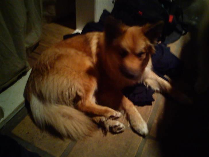 Islandsk fårehund Skogum Katla billede 1