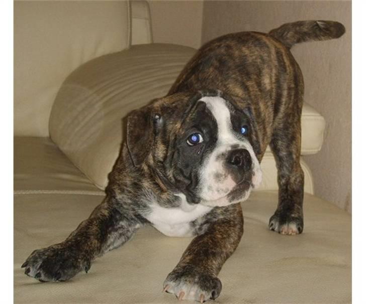 Olde english bulldogge Kingston - 11 uger billede 3