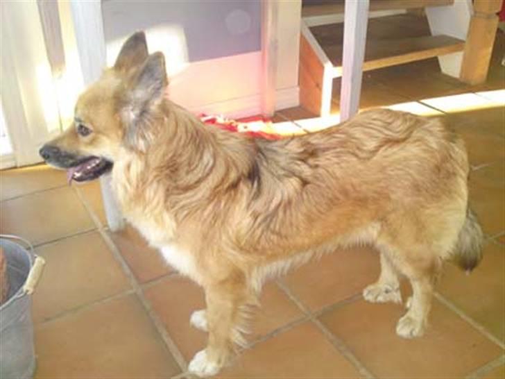 Islandsk fårehund Skogum Katla billede 2