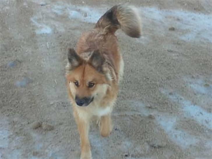 Islandsk fårehund Skogum Katla billede 3