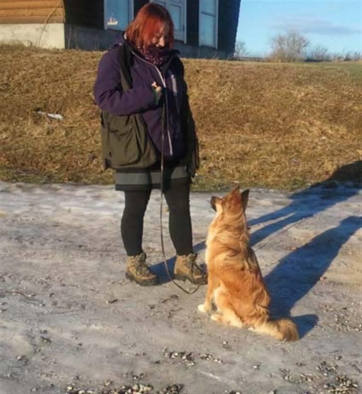 Islandsk fårehund Skogum Katla billede 4