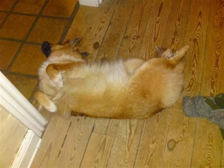 Islandsk fårehund Skogum Katla billede 6