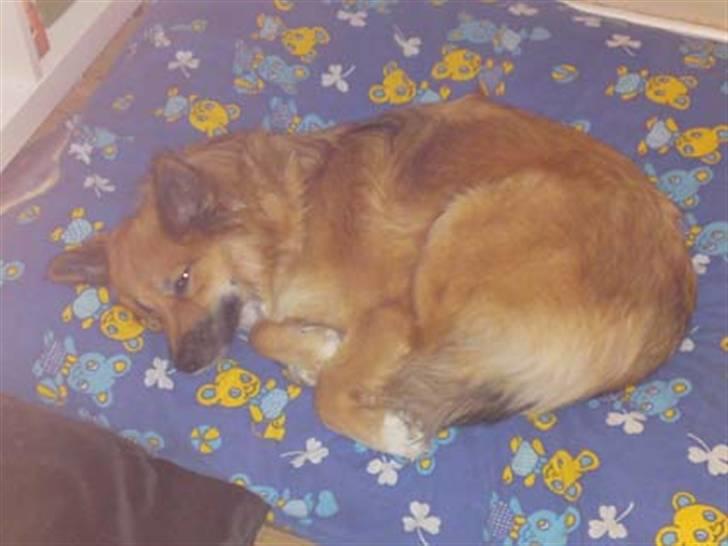 Islandsk fårehund Skogum Katla billede 7