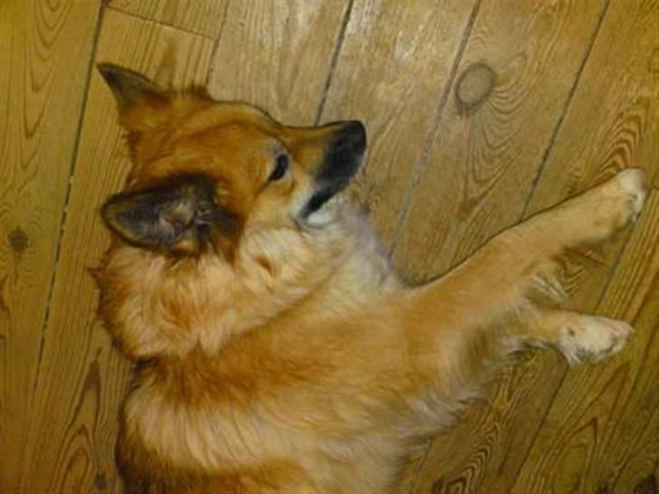 Islandsk fårehund Skogum Katla billede 8