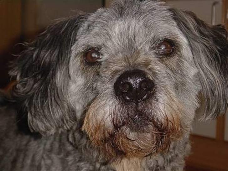 Blanding af racer * Mads * R.I.P - OPRETTER HAM IGEN, DA JEG IKKE KAN BRUGE MIN GAMLE BRUGER! (: billede 1