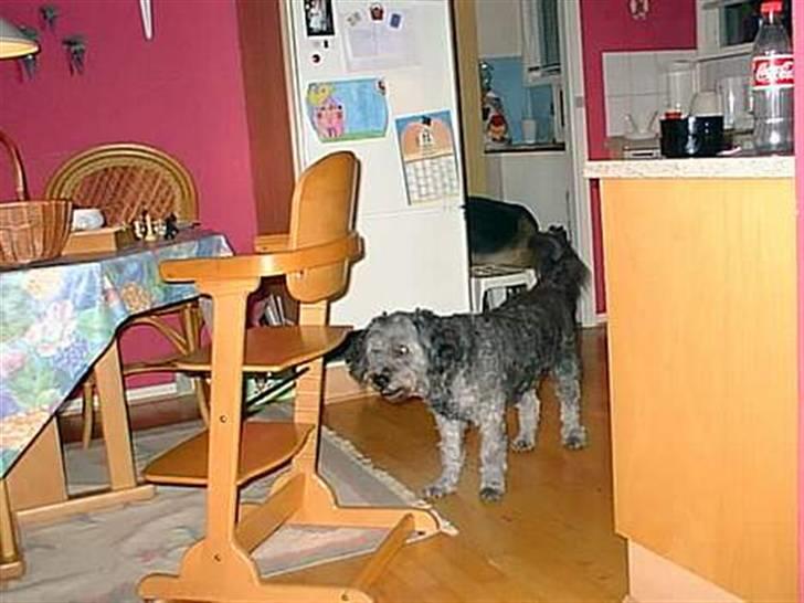 Blanding af racer * Mads * R.I.P billede 2