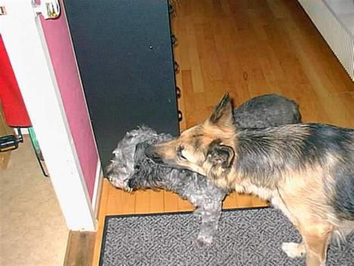 Blanding af racer * Mads * R.I.P billede 3