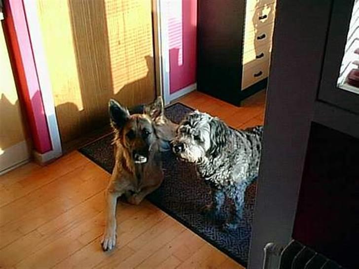 Blanding af racer * Mads * R.I.P billede 4