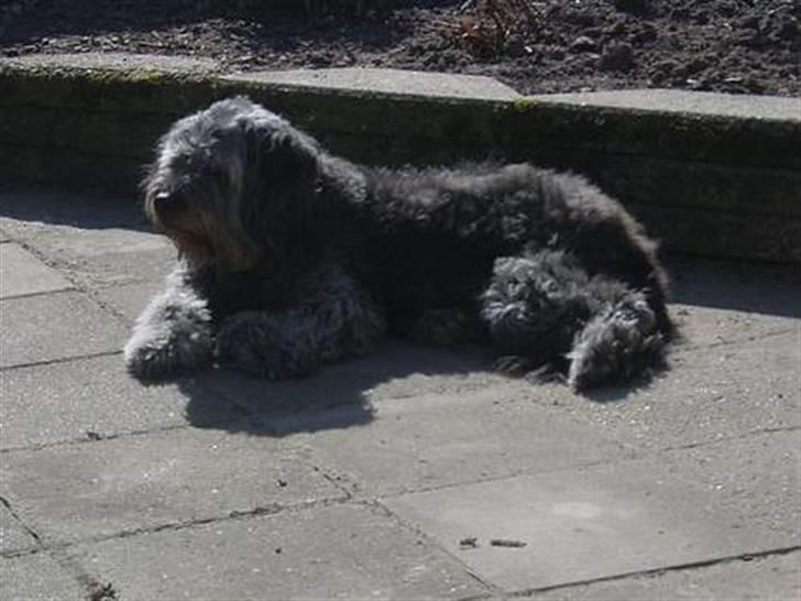 Blanding af racer * Mads * R.I.P billede 5