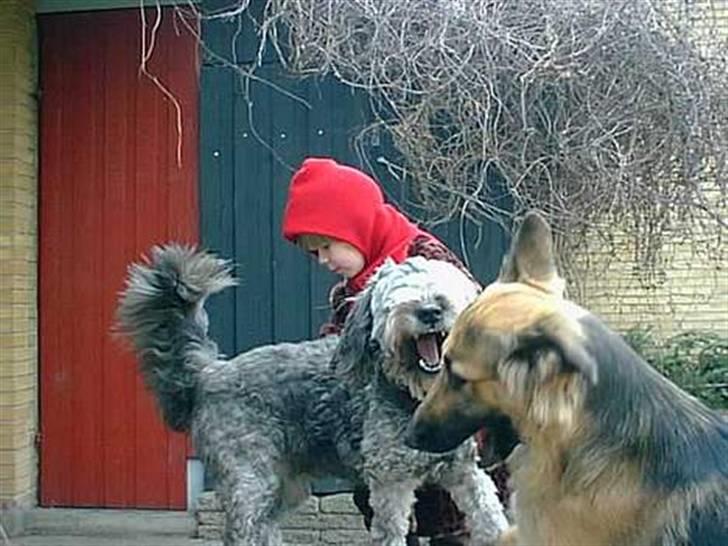 Blanding af racer * Mads * R.I.P billede 7