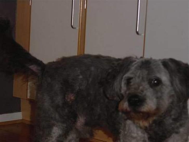 Blanding af racer * Mads * R.I.P billede 8