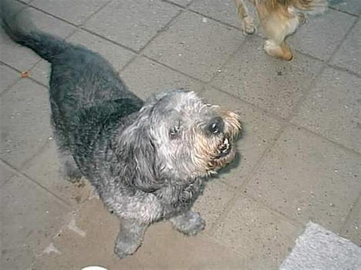 Blanding af racer * Mads * R.I.P billede 10