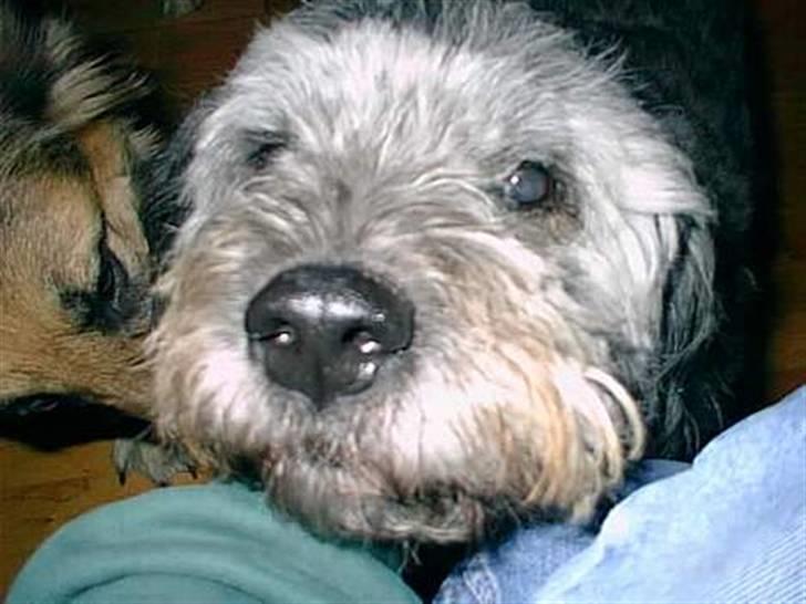 Blanding af racer * Mads * R.I.P billede 11