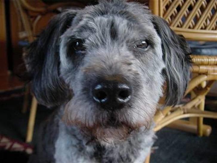 Blanding af racer * Mads * R.I.P billede 12