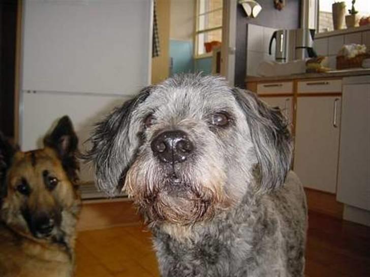 Blanding af racer * Mads * R.I.P billede 13