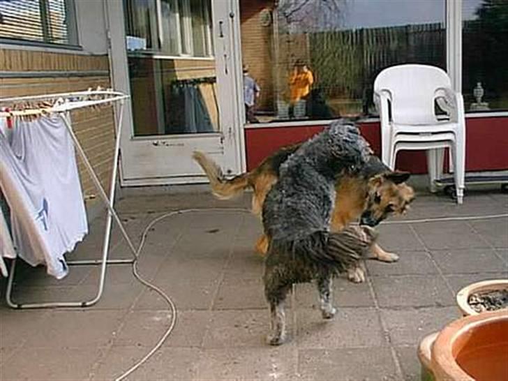 Blanding af racer * Mads * R.I.P billede 16