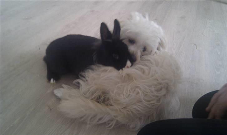 Chinese crested powder puff Bumle <3 - Bumle & Ninus putter :) billede 10